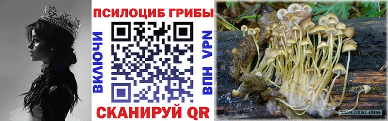 где можно купить наркотик Хабаровск Галлюциногенные грибы Psilocybine cubensis